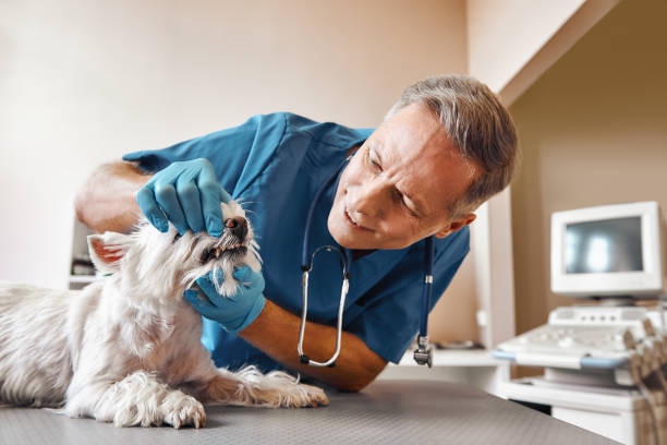 Best Emergency Root Canal Treatment in Tri City, OR